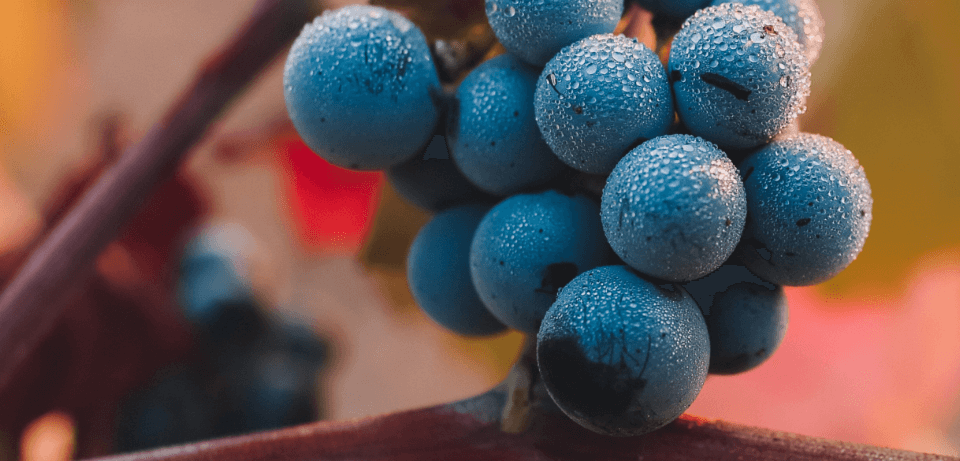 Les viticulteurs - Salon du vin de Malmedy - photo 31